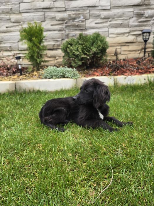 Чистокръвно кокер шпаньолче