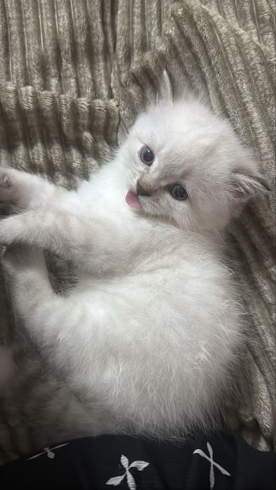 Отдам котенка в добрые руки