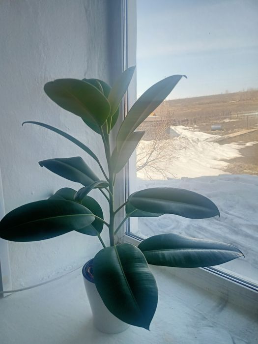 Продаётся фикус каучуконосный (резиновое дерево)