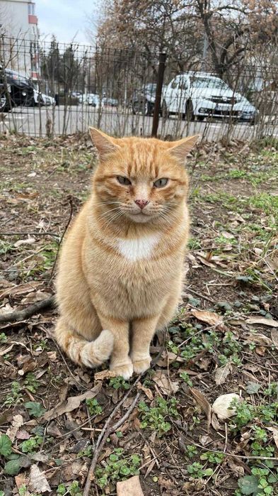 Galbioara, pisica de 7 ani, sterilizata