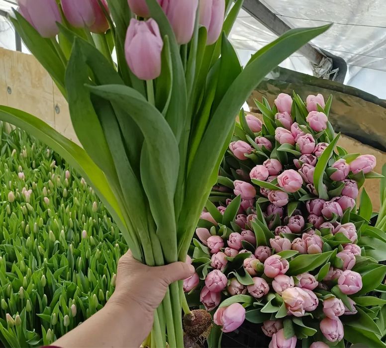 Предзаказ тюльпанов к 8 марта