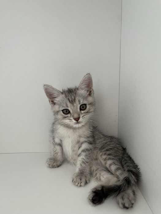 Британские котята в добрые руки