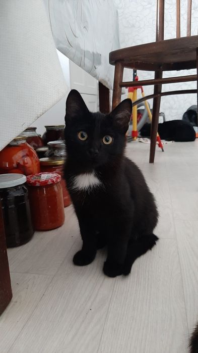 Отдам котёнка в добрые руки