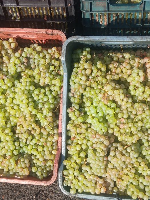Struguri de vin cu transportul gratuit la domiciliu
