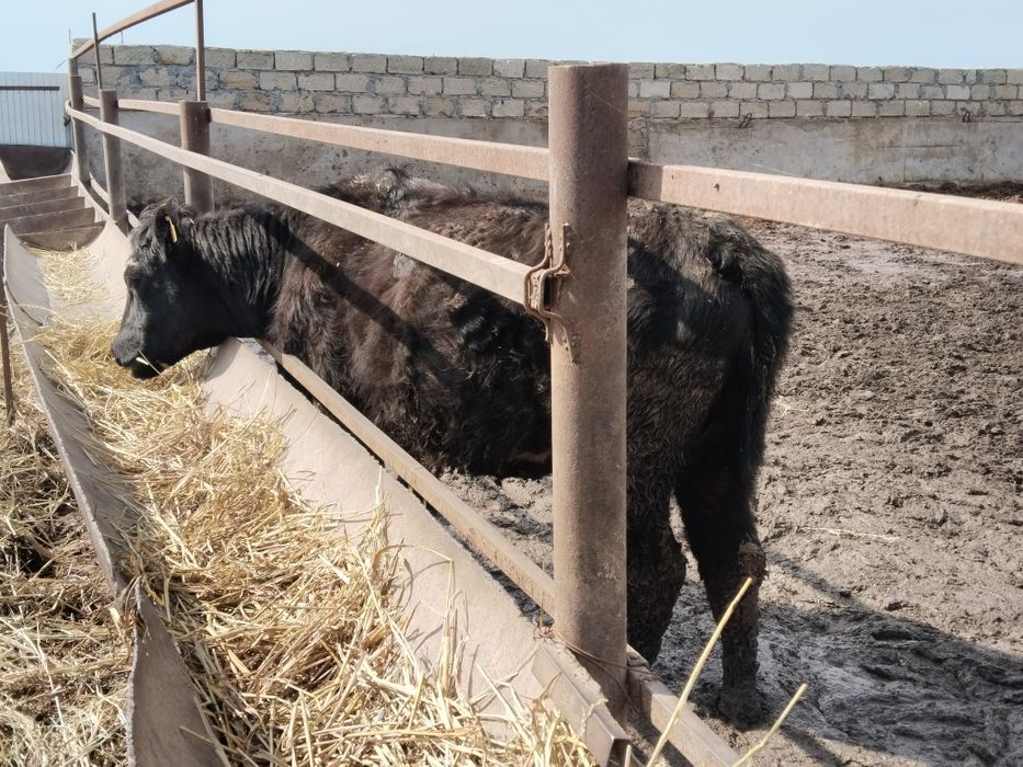 Коровы молодые с телятами