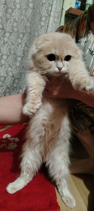 Продаётся кошки шотландская вислоуха и шотландская