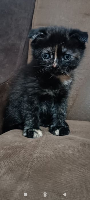 Скоттиш фолд и страй девочка 2 месяца. Scottish straight Qiz bola 2 oy