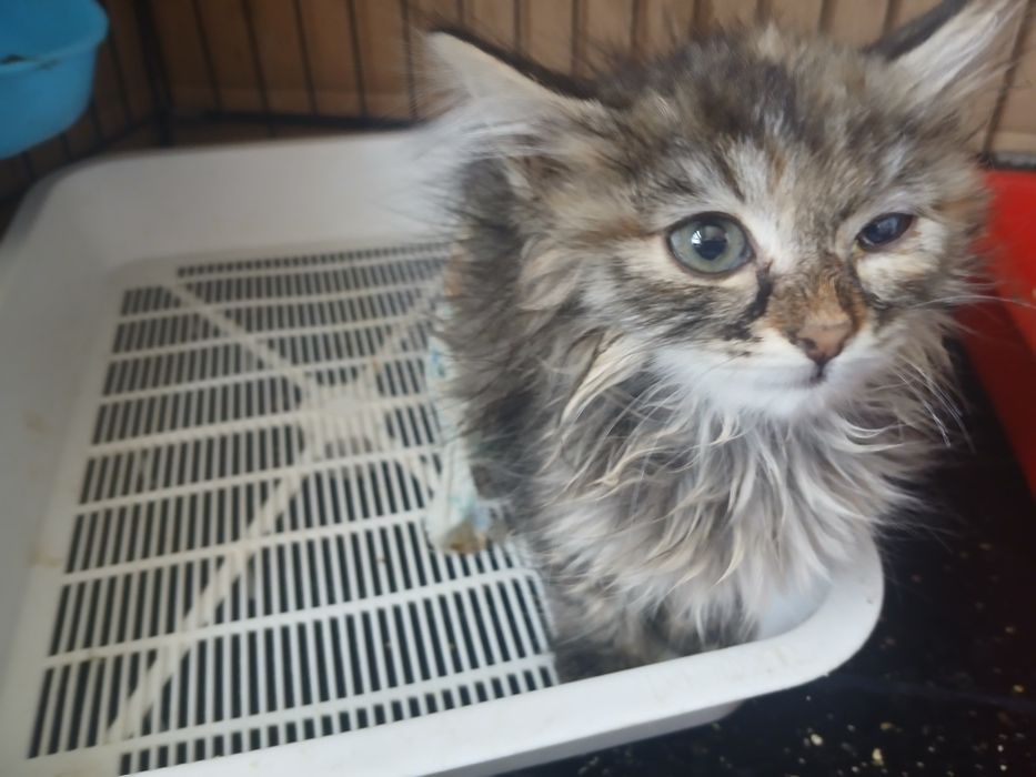 Котята, около 1,5 месяцев