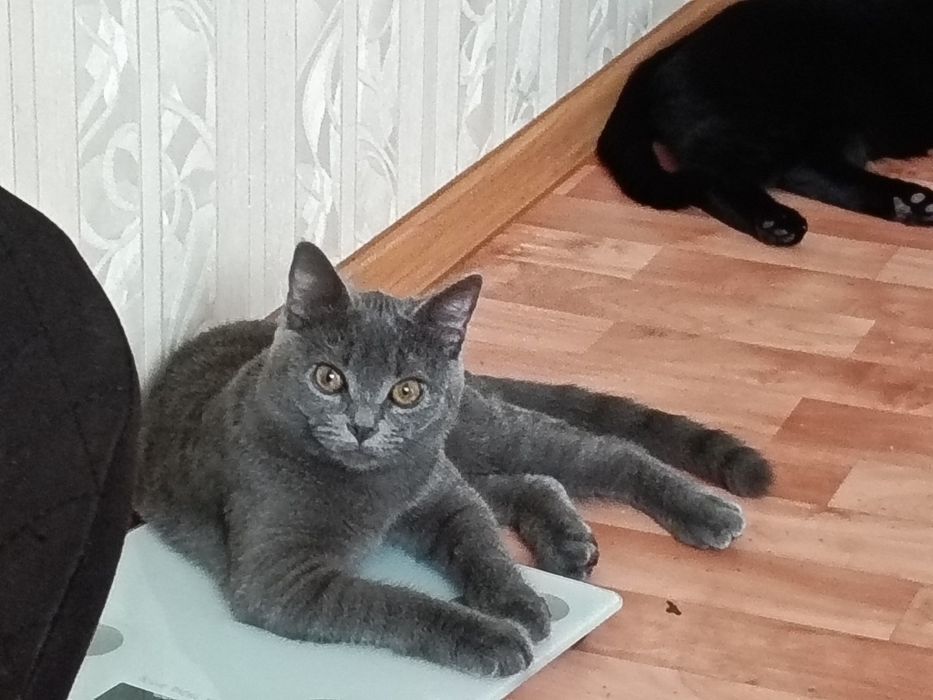 Отдам котенка британца