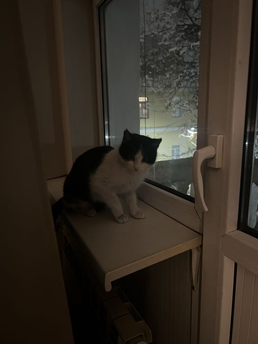 Отдам в добрые руки кошку