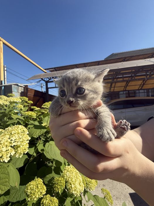 Котята беспоатно