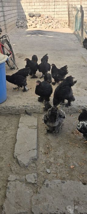 Brama joja xorozla sotiladi.