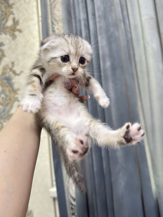 Шотландские котята