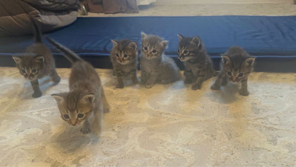 котята мальчики в хорошие руки