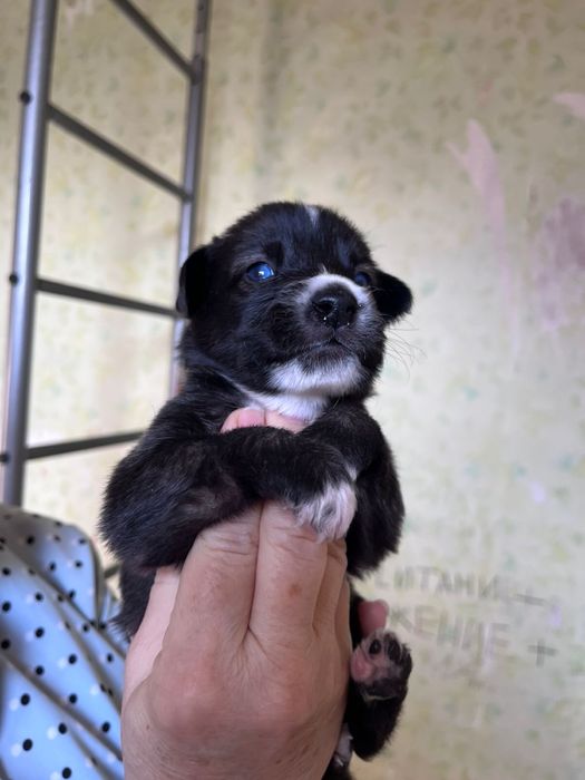 Щенята крутые типо