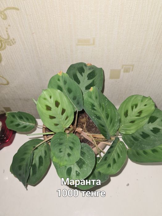 Комнатные цветы продаю