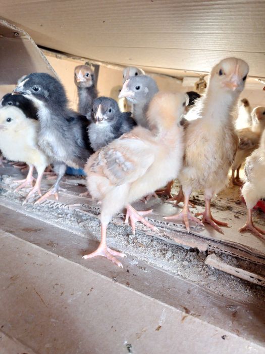 Пъдпъдъци , пилета ,яйца от декоративни кокошки.