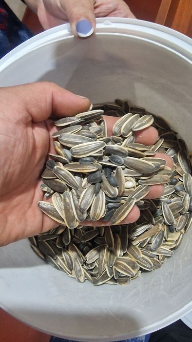 Продам. Семечки.