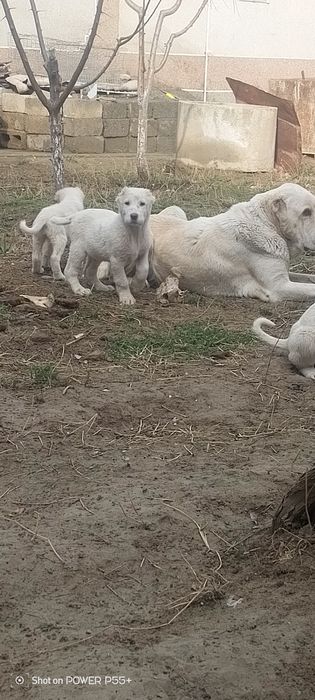 Продаются щенки алабая