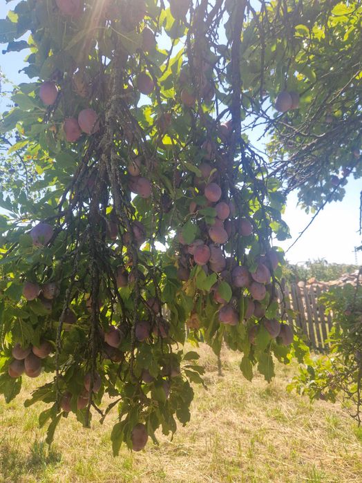 Prune pentru piața
