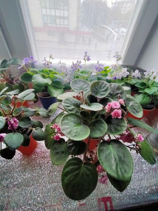 Всегда в продаже цветущие фиалки!!!