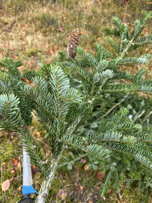 Crengi de brad argintiu