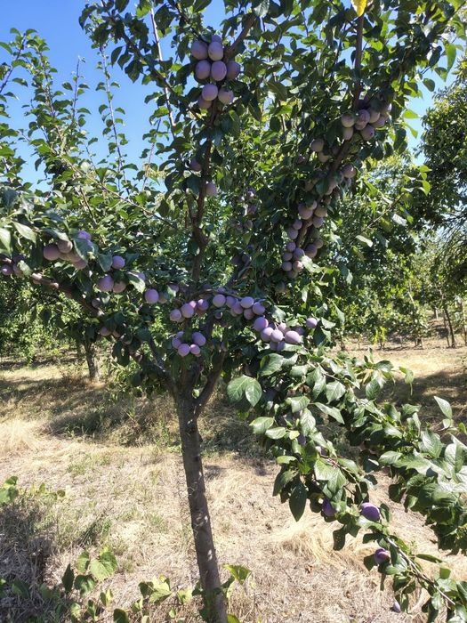Prune de vânzare!