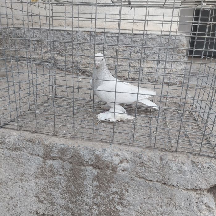 Буси самец лет с игрой