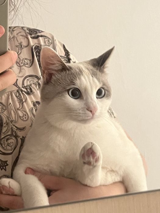 Отдам в добрые руки кошку срочно!!