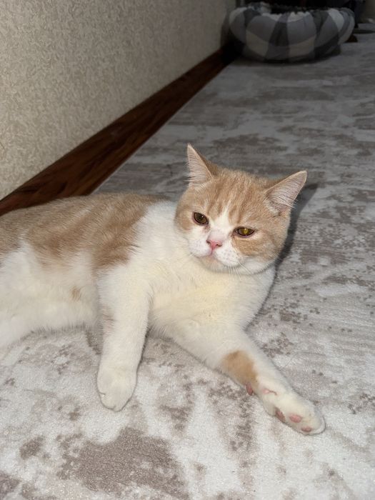 Шотладндский кот Scottish Strayt