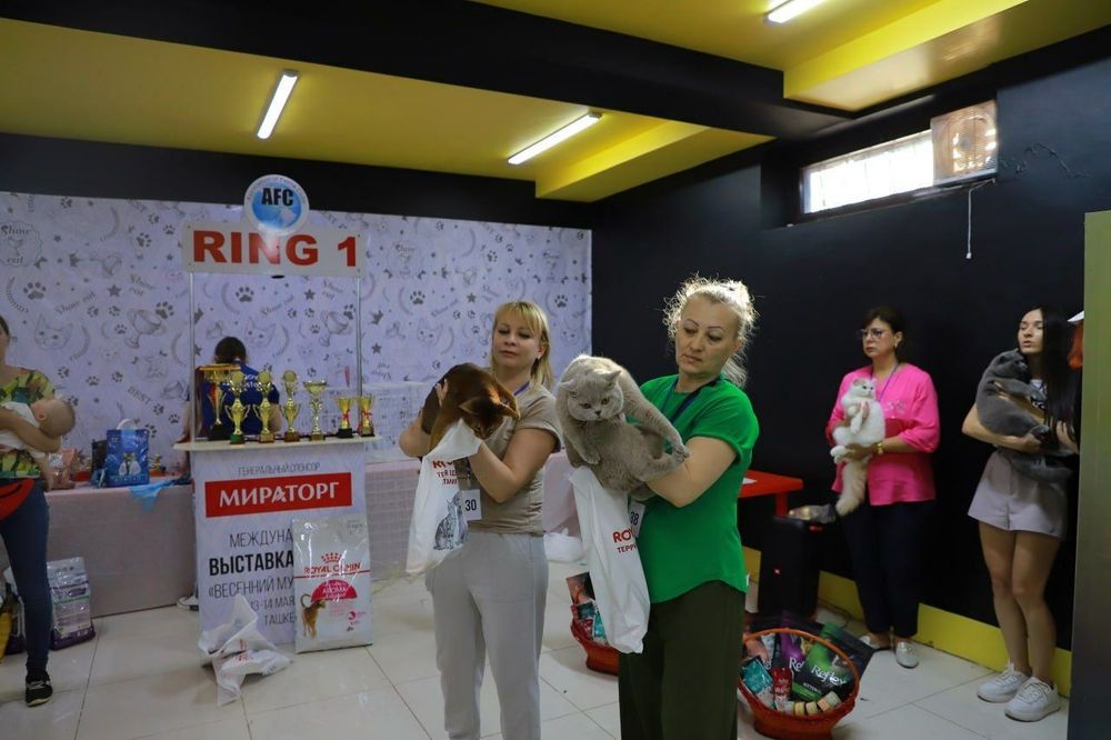 Продается Британец