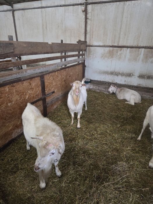 Țapi Saanen de vanzare