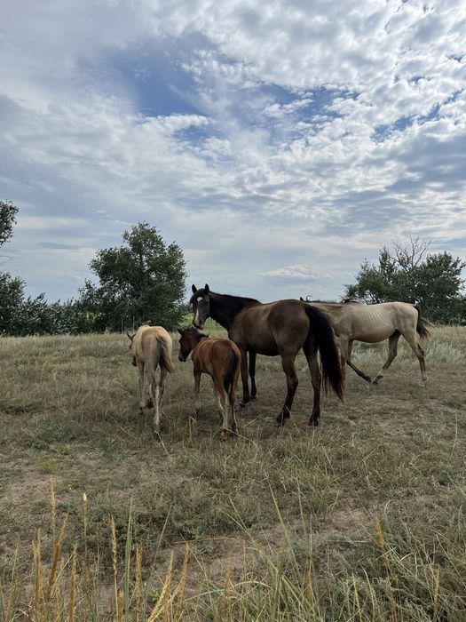 Продам лошодей