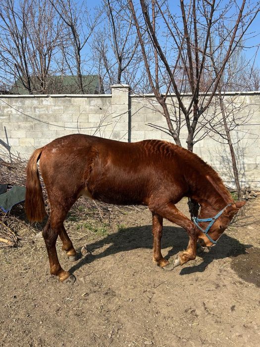 Продам мощного жеребца