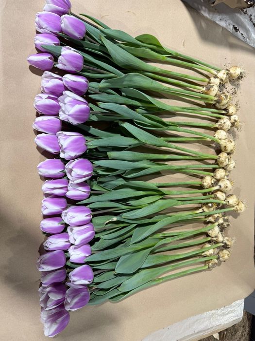 Итальянская тюльпан