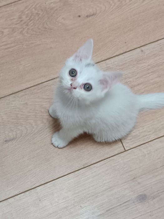 Скоттиш фолд и страй девочка 2 месяца. Scottish straight Qiz bola 2 oy