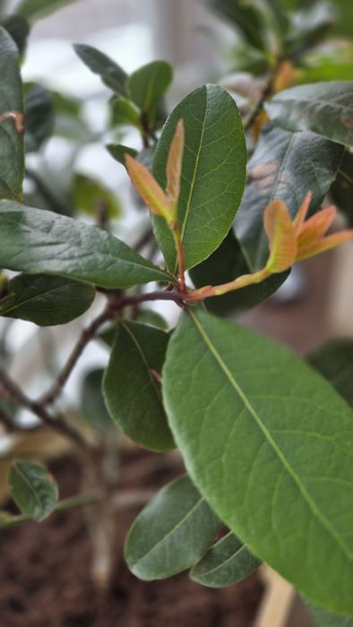 Лавровый куст, лавр благородный
