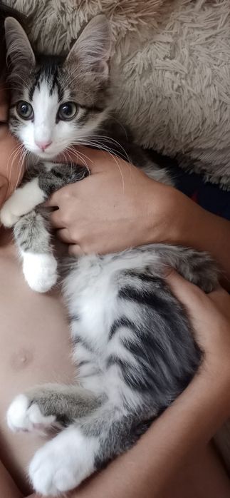 Отдам даром котёнка
