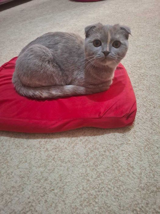 Skotish fold sotiladi qiz