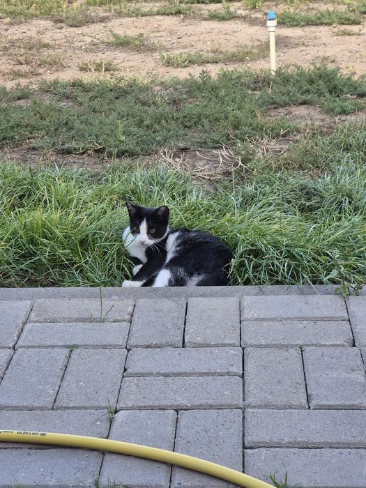Отдам котёнка в добрые руки