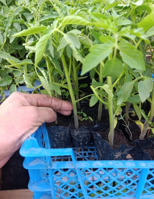 Оптом рассада от 1000 штук