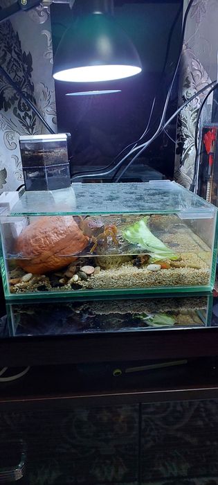 Крабовник терариум