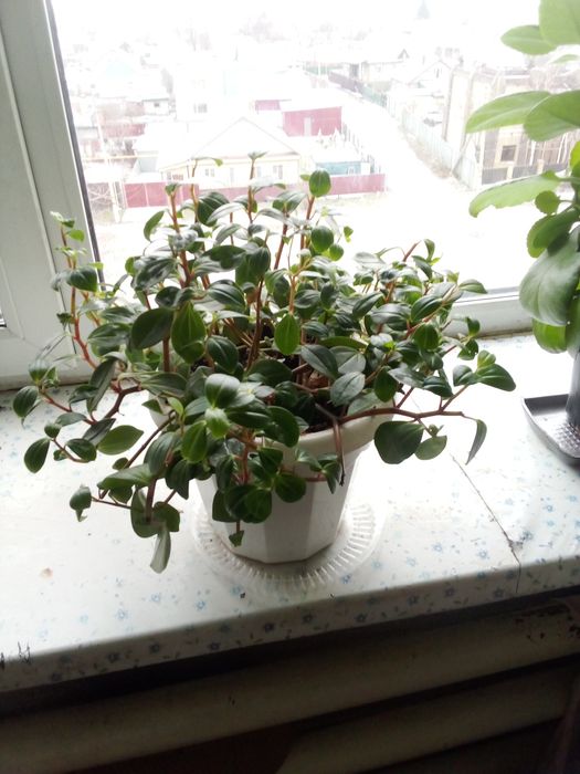 Цветок пеперомия