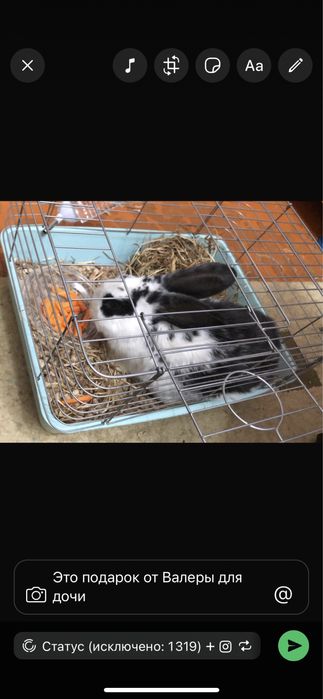 Продам кролика с клеткой и едой