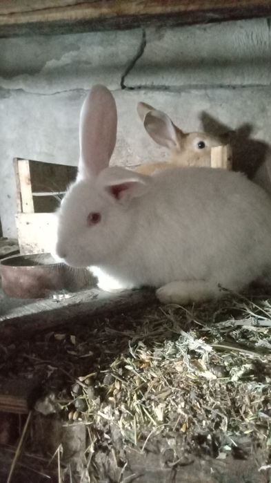 Кролики разных пород