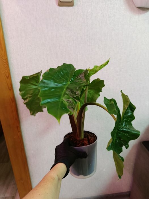 Продам, большой выбор ком растений.