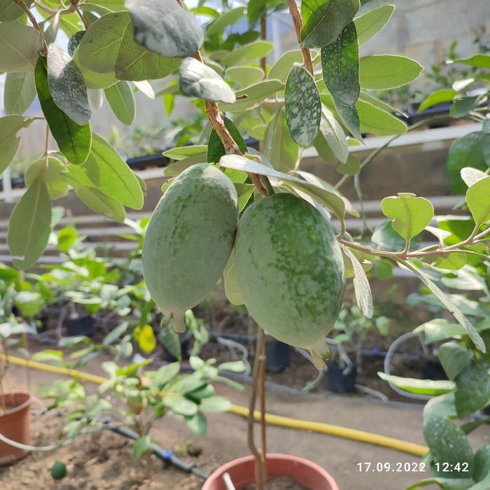 Фейхоа - комнатные плодовые экзоты