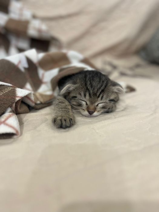 Отдам котенка в добрые руки