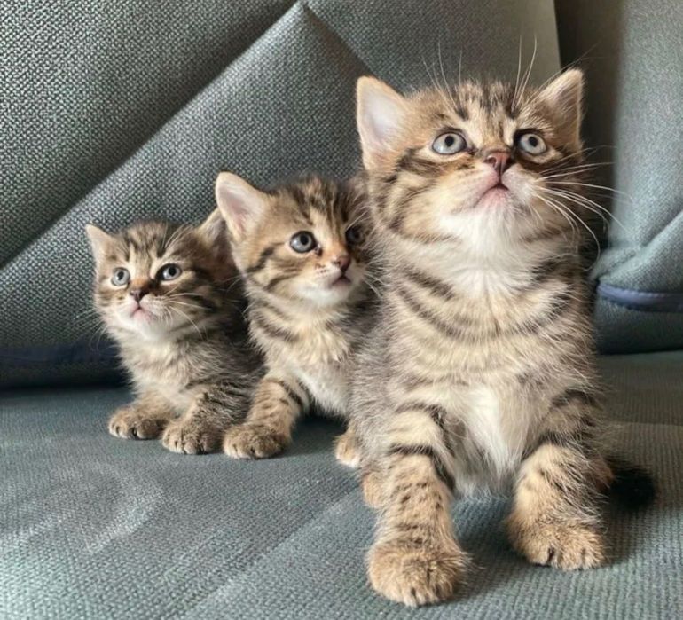 Шикарненькие Котята