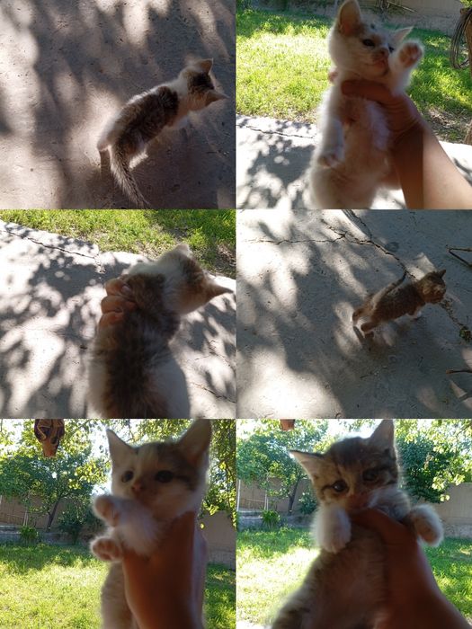 Котята два отдаём бесплатно